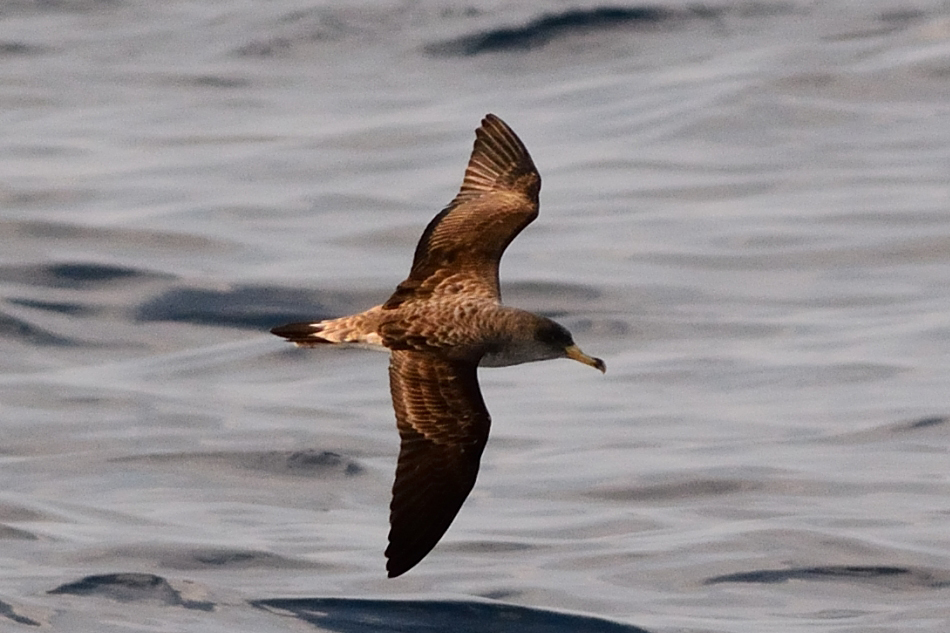Scopoli`s Shearwater