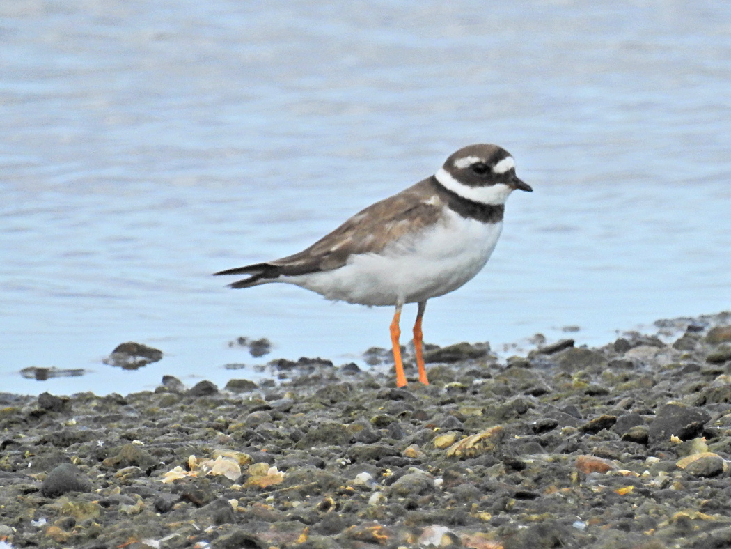 Common Ringed Plover