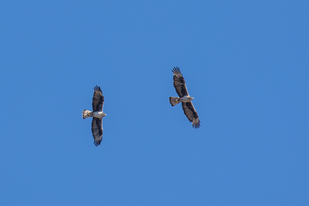 Bonelli`s Eagle