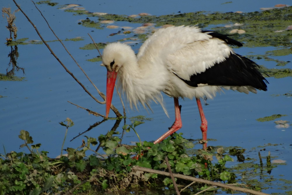 White Stork