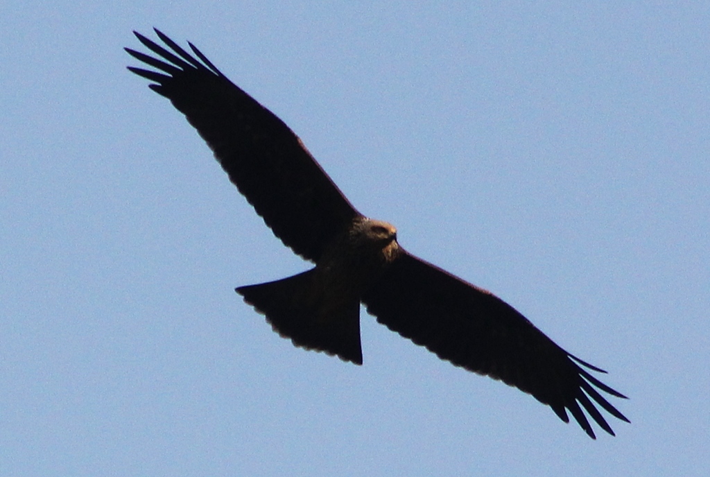 Black Kite
