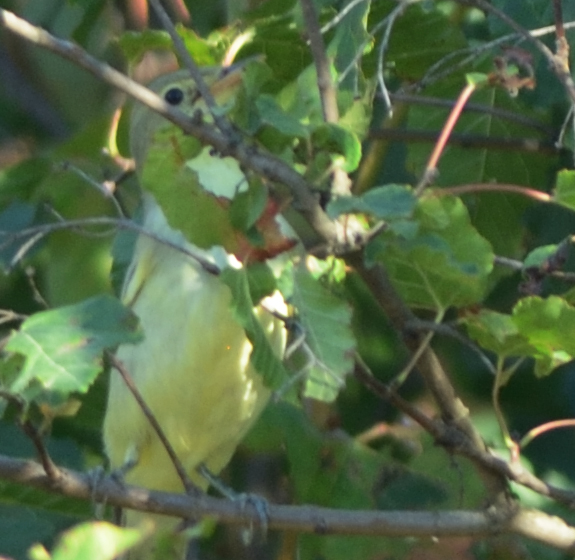 Icterine Warbler