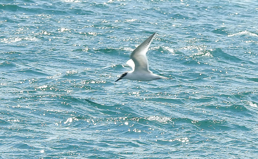 Sandwich Tern