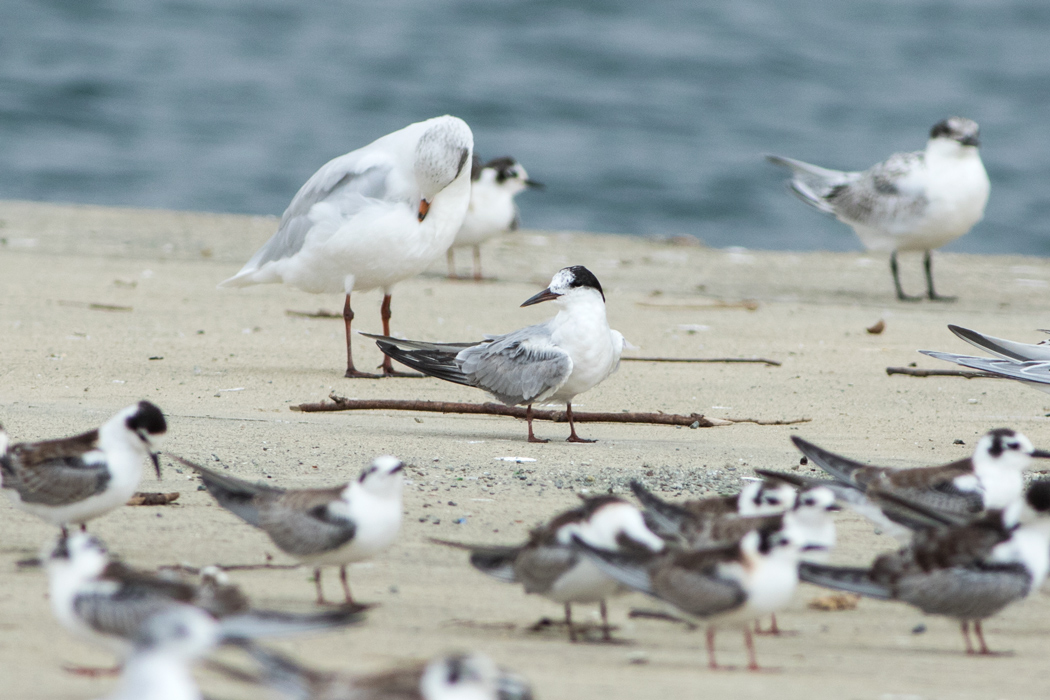 Common Tern