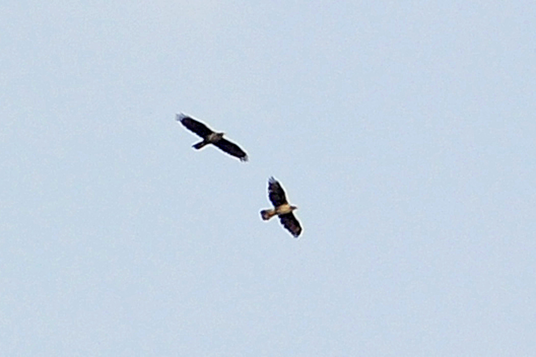 Bonelli`s Eagle