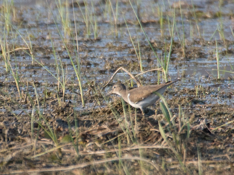 Common Sandpiper