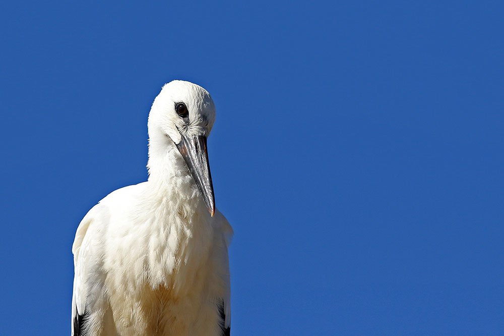 White Stork