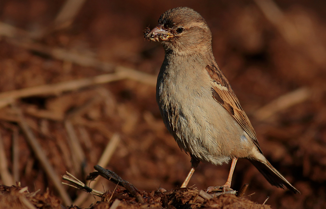 House Sparrow