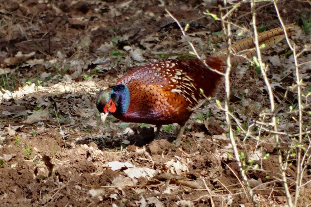 Common Pheasant