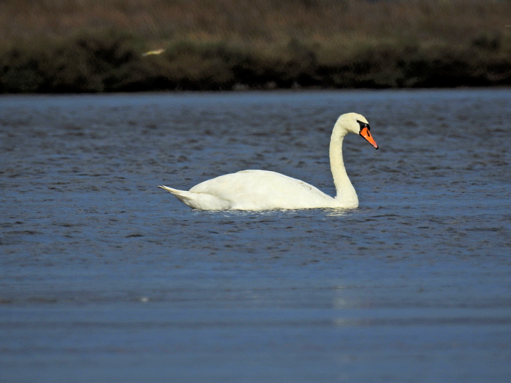 Mute Swan
