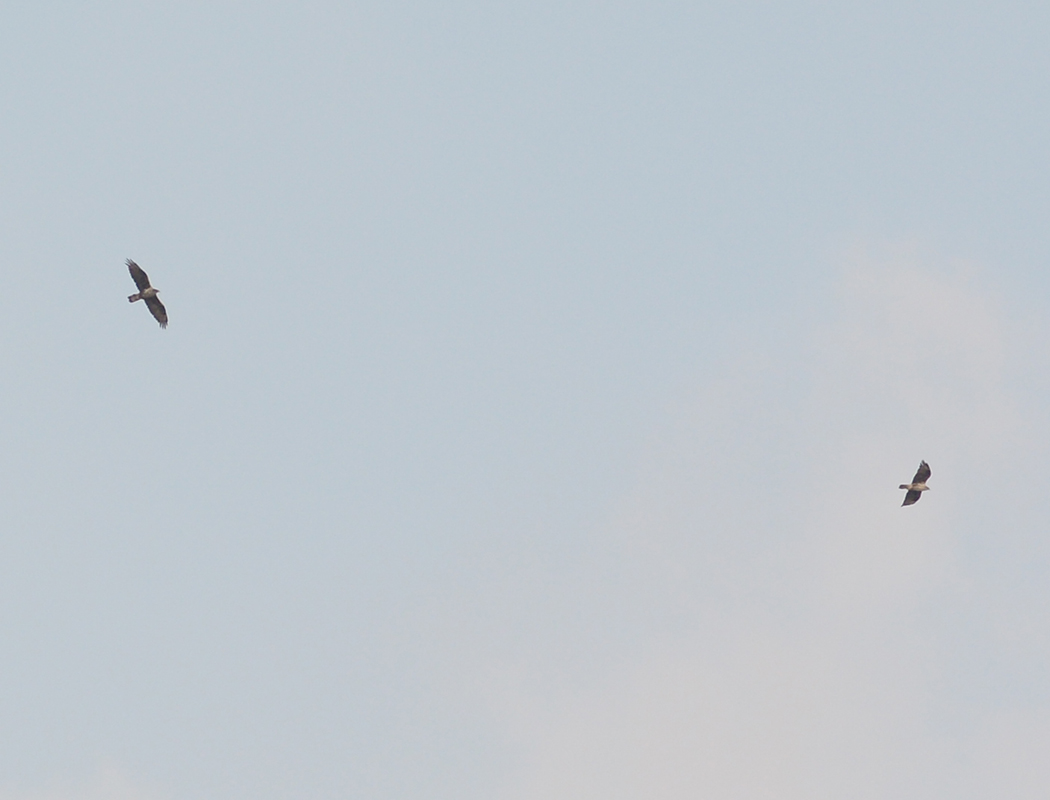 Bonelli`s Eagle