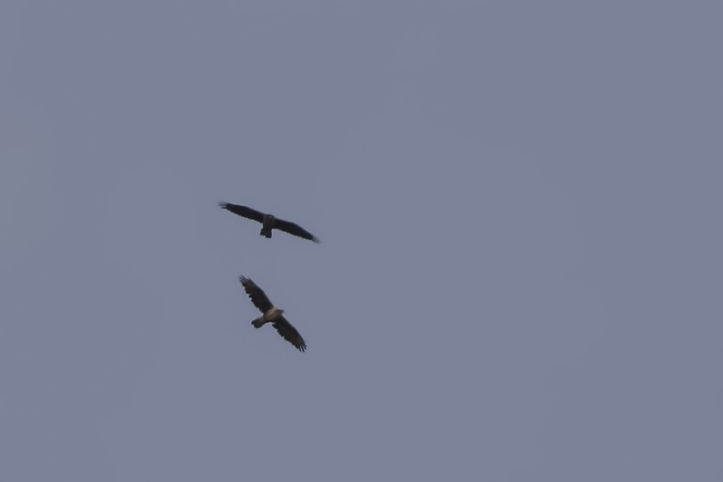 Bonelli`s Eagle