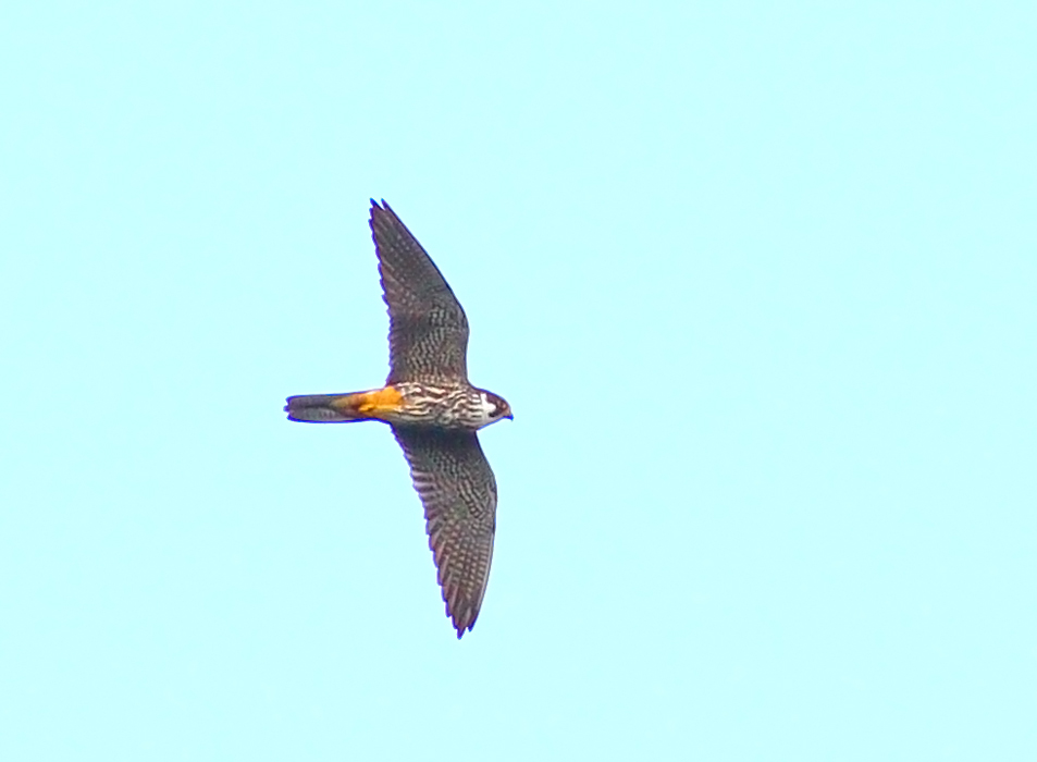 Eurasian Hobby