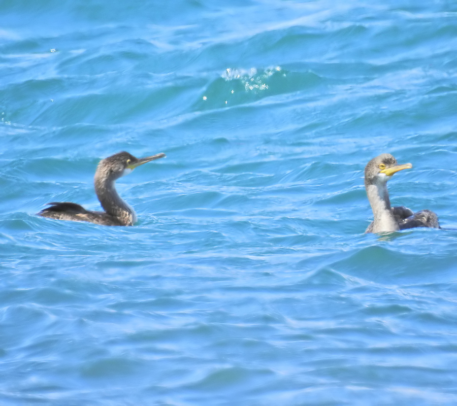European Shag