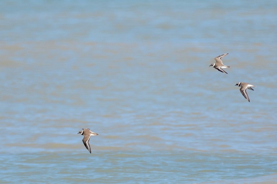 Common Ringed Plover