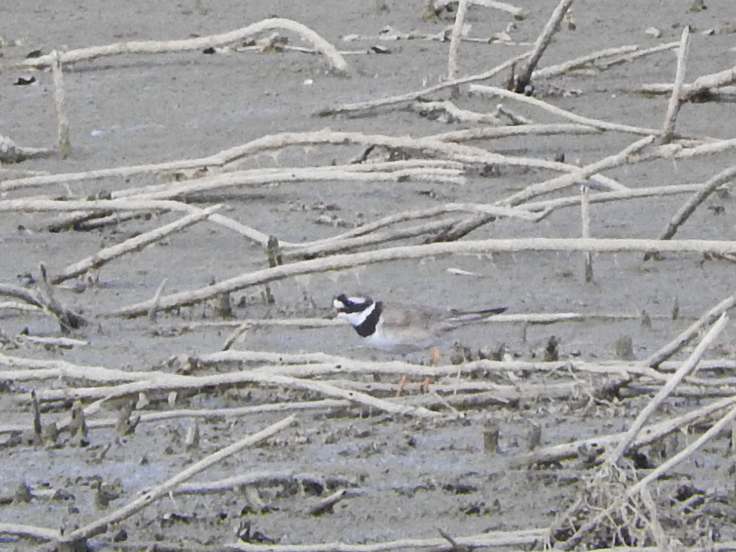 Common Ringed Plover