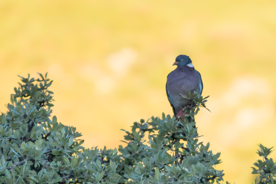 Common Wood Pigeon