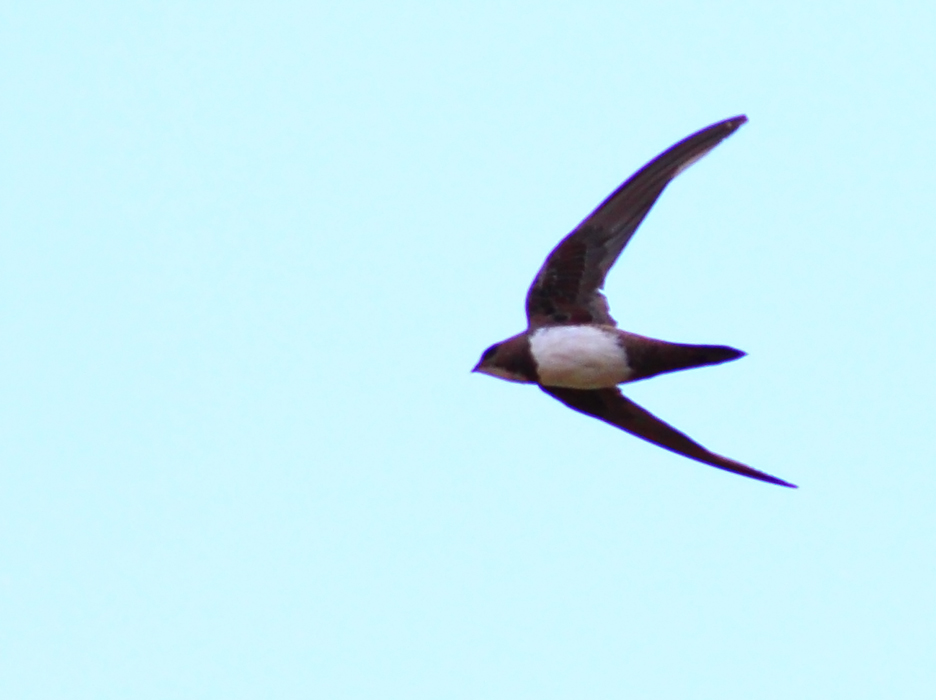 Alpine Swift