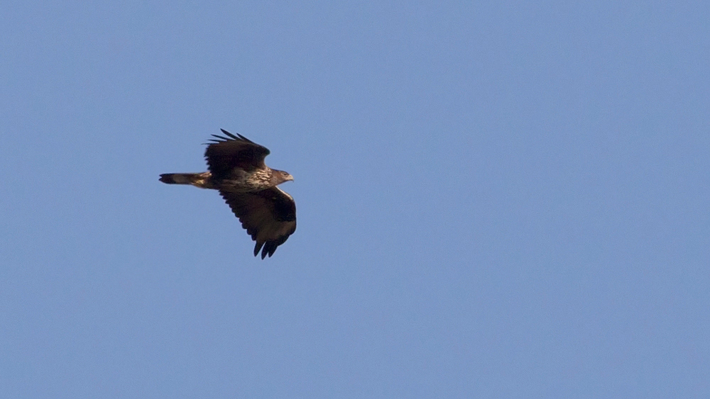 Bonelli`s Eagle