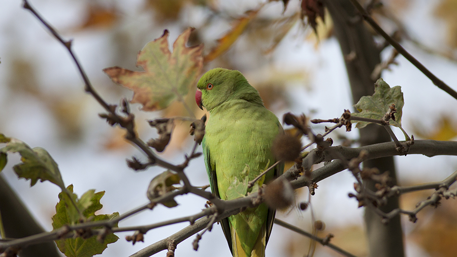 Rose-ringed Parakeet