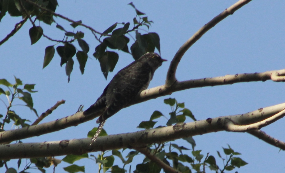 Common Cuckoo