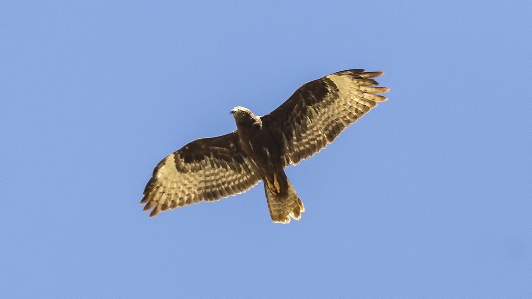 Arı şahini