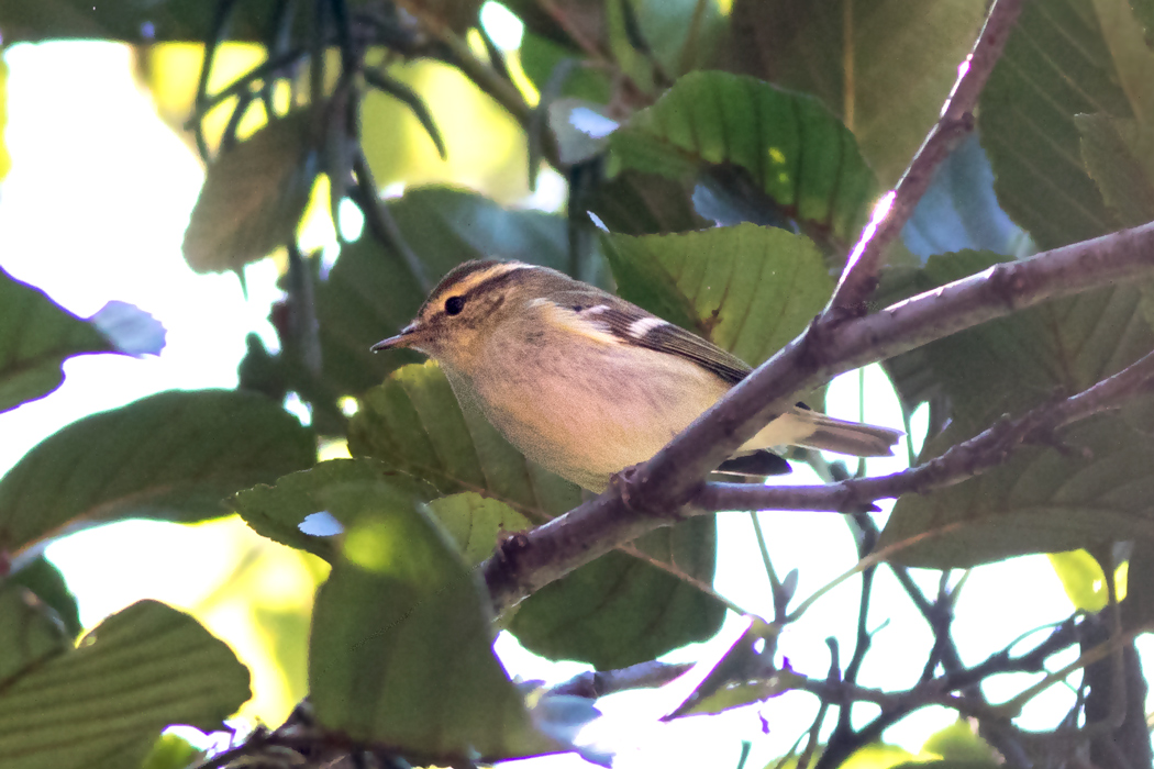 Yellow-browed Warbler