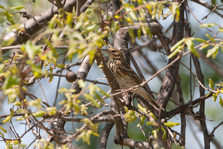 Tree Pipit