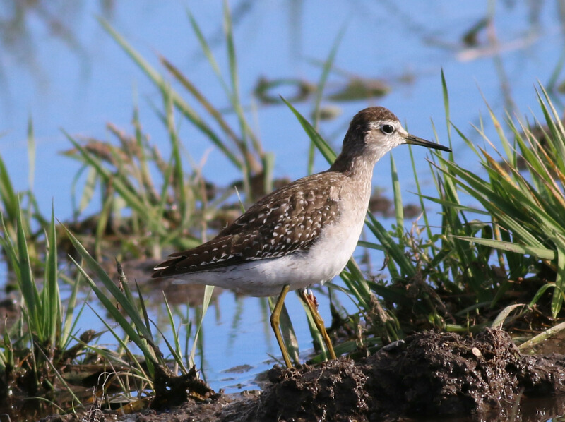 Wood Sandpiper