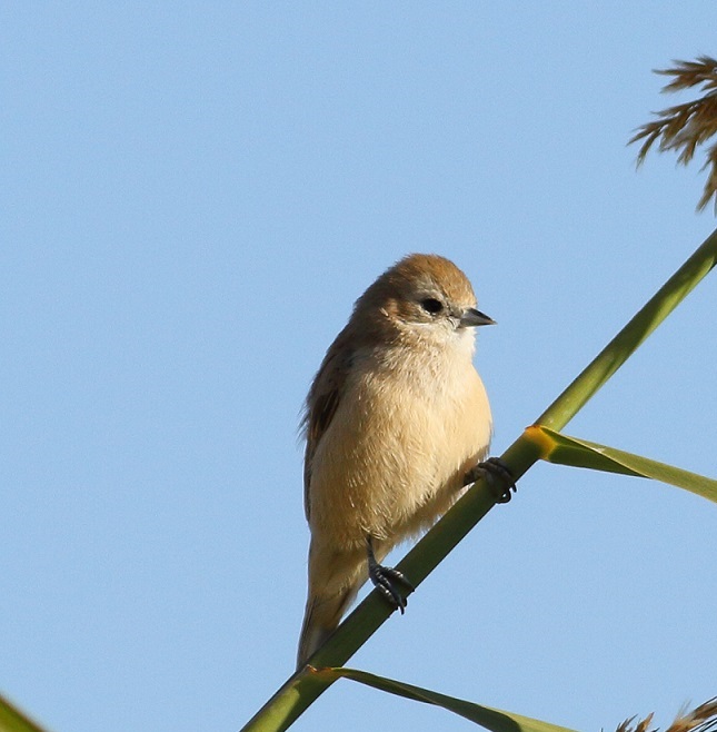 Eurasian Penduline Tit