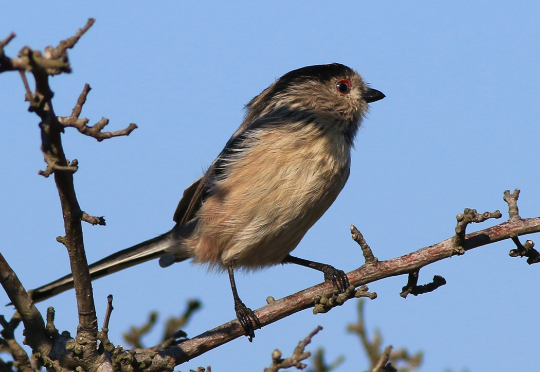 Long-tailed Tit