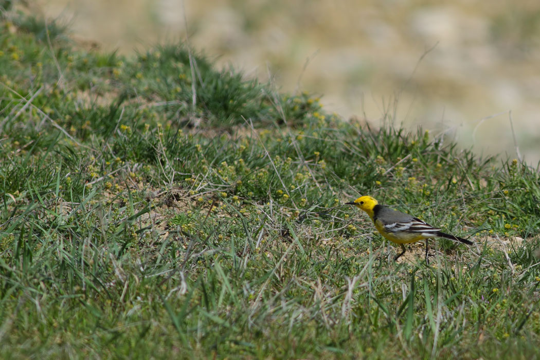Citrine Wagtail