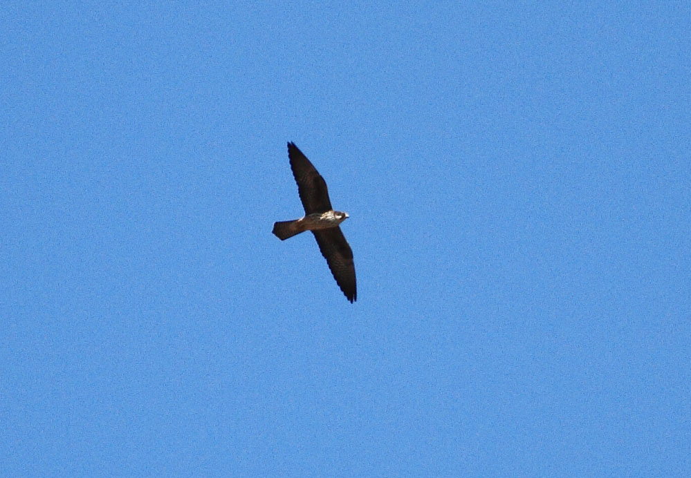 Eleonora`s Falcon