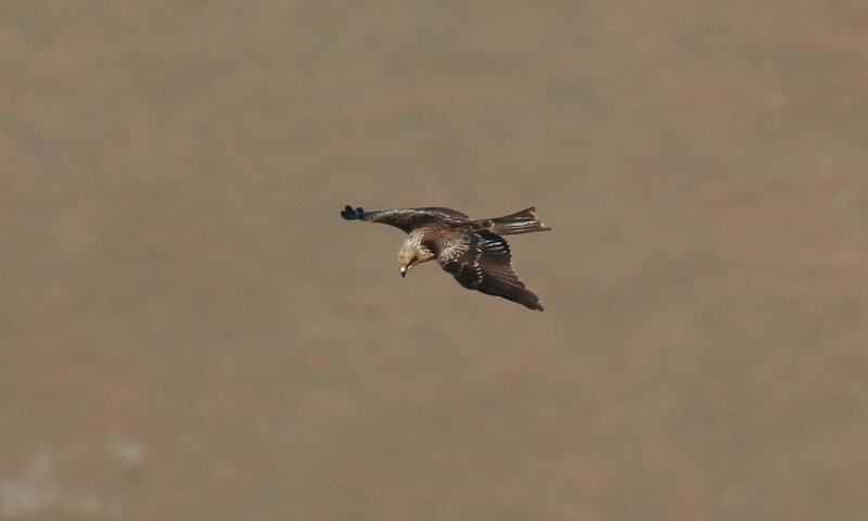 Black Kite