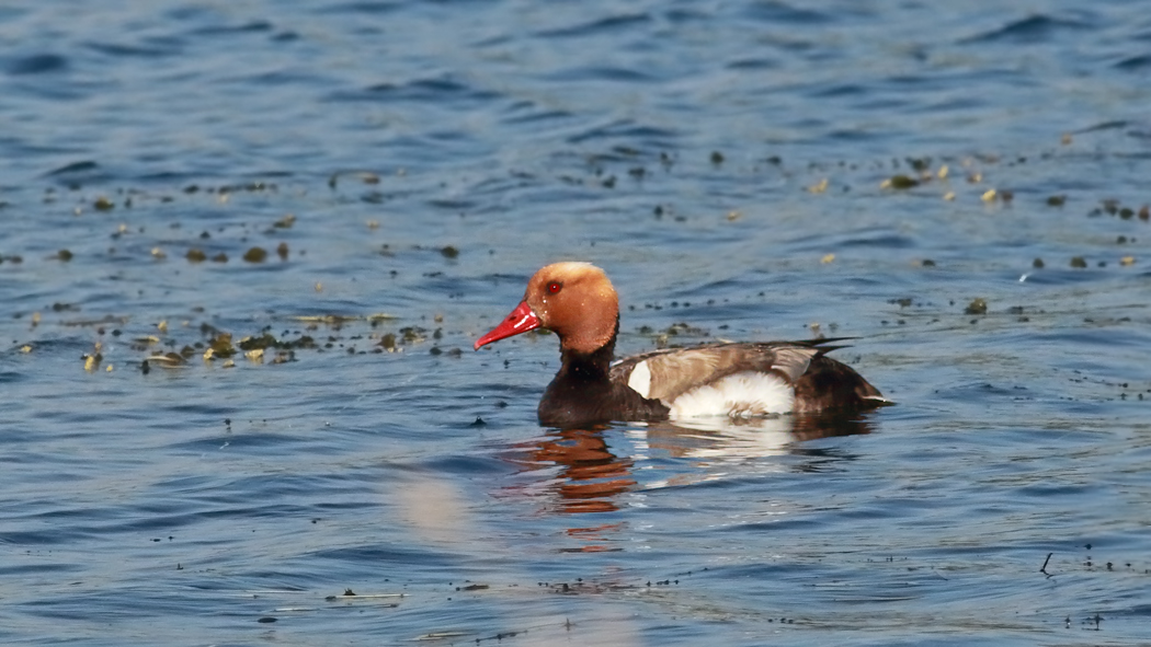 Red-crested Pochard