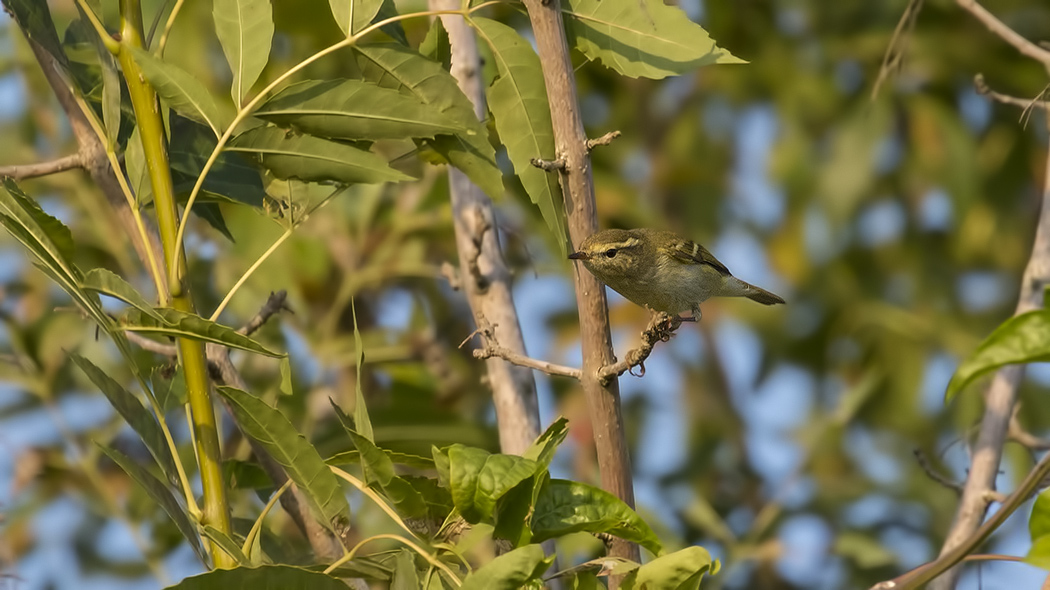 Yellow-browed Warbler