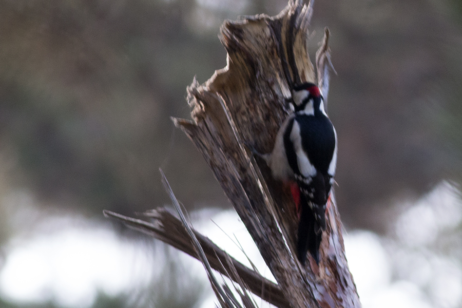 Great Spotted Woodpecker