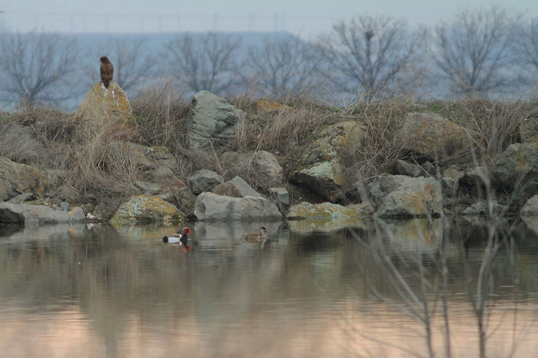 Red-crested Pochard