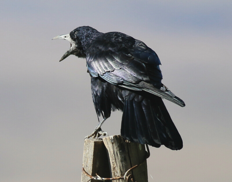 Rook