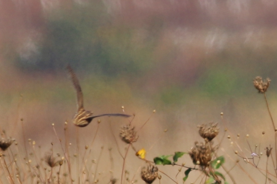 Common Quail