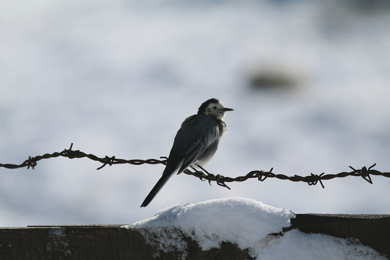 White Wagtail