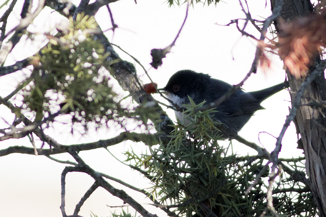 Sardinian Warbler