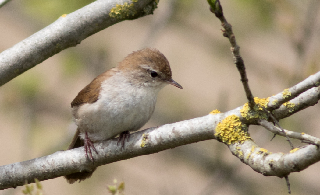 Cetti`s Warbler