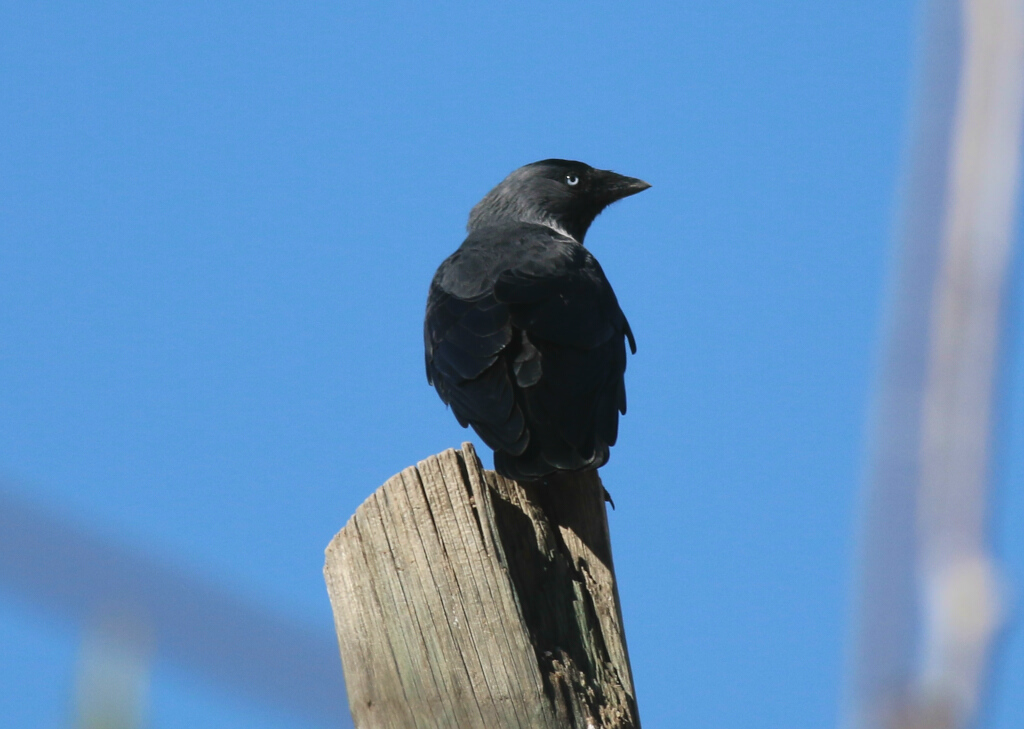 Western Jackdaw