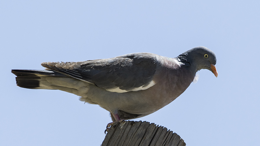 Common Wood Pigeon