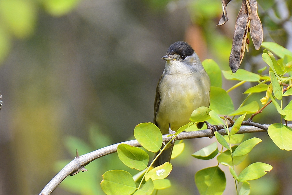 Eurasian Blackcap