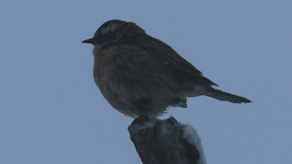 Radde`s Accentor