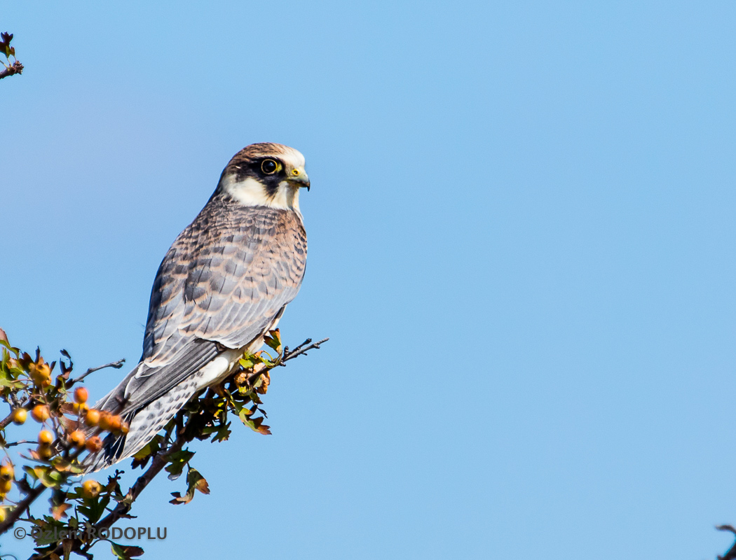 Red-footed Falcon