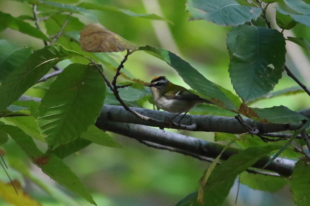 Common Firecrest