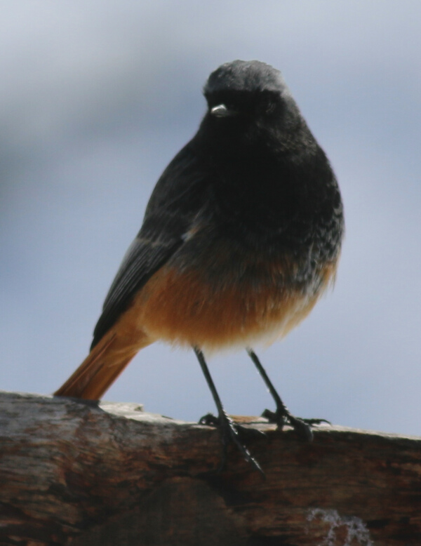 Black Redstart